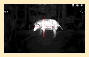 Hogs-img1 Hogs-img1