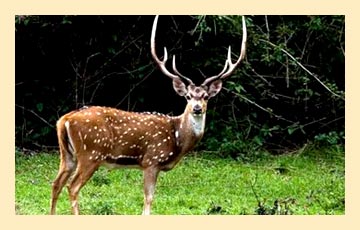 W-E-deer1 W-E-deer1