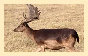 W-E-deer2 W-E-deer2