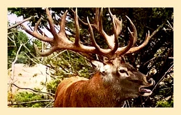 W-E-deer4 W-E-deer4