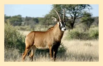 antelope-img14