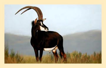 antelope-img15