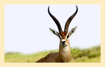 antelope-img17