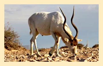 antelope-img5
