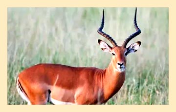 antelope-img7