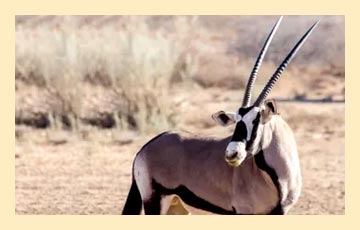 antelope-img8