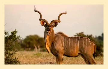 antelope-img9